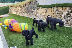 Maman et ses chiots