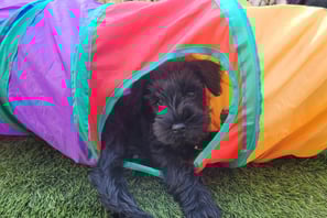 Chiot intrépide !