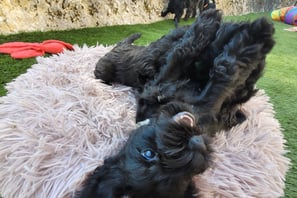 Chiot Schnauzer nain 