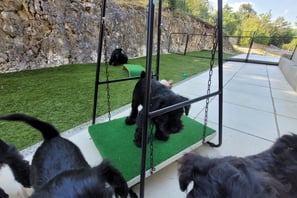 Chiot sur balançoire