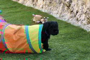 Bout du tunnel pour un chiot Schnauzer !!!