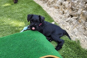 Altesse Violette , chiot Schnauzer nain