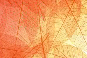 background image - a close up of a semi transparent plant leaf on a bright white background