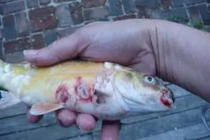 Physical Injuriries in Fish