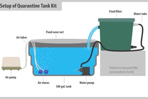 Quarantine Protocols in fish