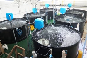 Recirculating Aquaculture Systems (RAS)
