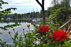 North Hartley, lac Massawippi, fleurs
