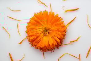 calenduaflower