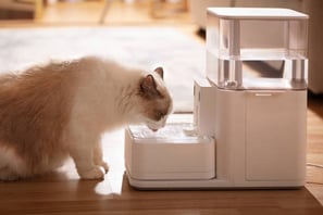 Gato bebiendo agua purificada cuidado especial