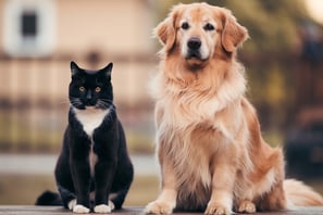 Katze und Hund sitzen nebeneinander