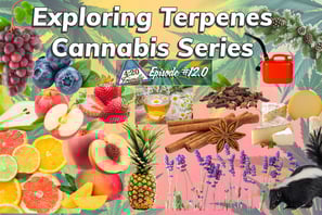 Why are some strains fruity and others skunky?  How do they work?  Which terpene profile is right fo