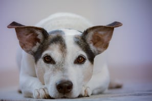 small black and white dog laying down and looking at camera