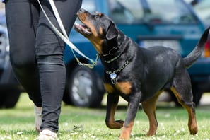 a dog is walking on the grass with a leash