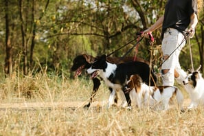 a person walking four dogs on a leash