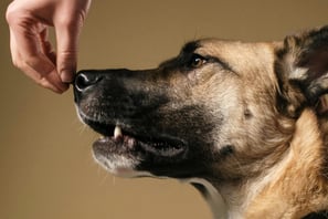 a dog is being trained by a person who is holding a treat