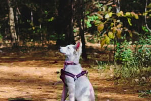 a dog sitting on a dirt road in the woods