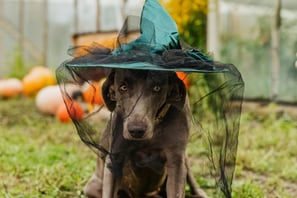 dog sitting and wearing a witches hat with drapes around its face