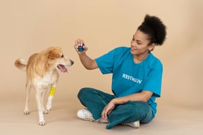 person holding ball playing with dog that has a bandage around its paw