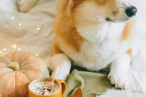 cropped image of a corgi with a pumpkin and full coffee mug