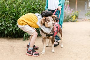 boy bending down to hug a dog in a harness