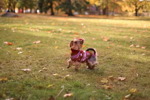 small dog in field with orange leaves wearing a sweater