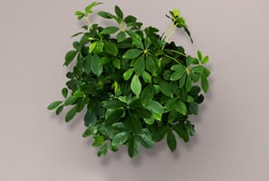 schefflera