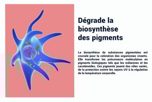 PESTICIDES DEGRADE BIOSYNTHÈSE