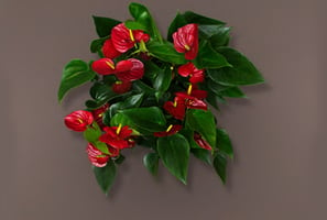 anthurium