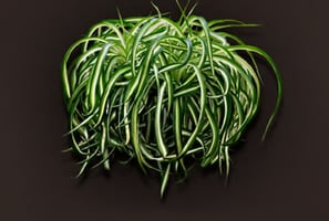 chlorophytum