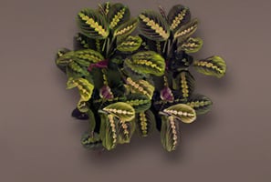 maranta