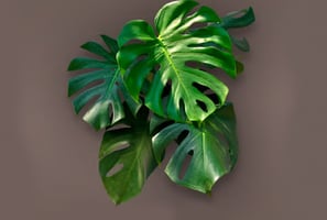 Monstera