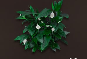 spathiphyllum