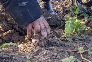 Récoltes poireaux et Radis à la ferme