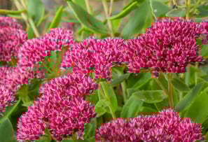 tombe fleur rose secheresse canicule résistante