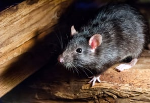 Rat Pest Control Service