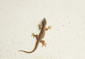 Lizard Pest Control Service