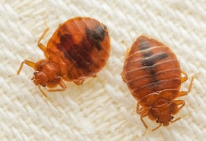 Bad Bugs Pest Control Service