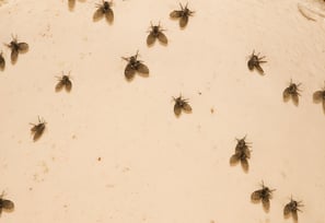 Flies Pest Control Service