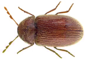 Brown Betttel Pest Control Service