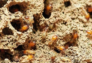 Termite Pest Control Service