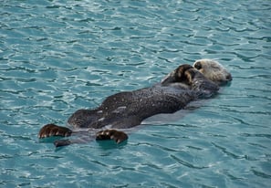 a sea otter lying on its back in water looking totally relaxed