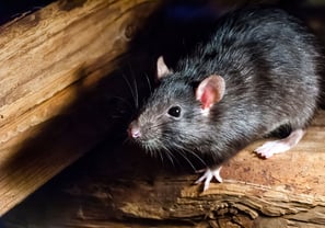 Rat Pest Control Service