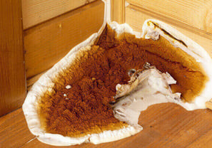 Fungus Pest Control Service