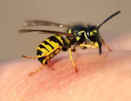 Wasps Pest Control Service
