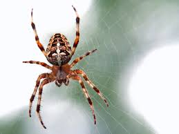 Spider Pest Control Service