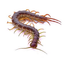 Centipede Pest Control Service
