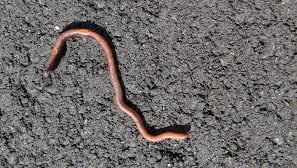Warms Pest Control Service