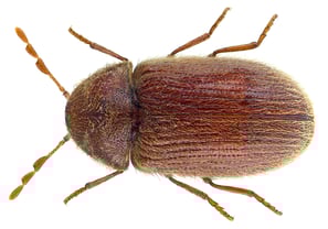 Brown Betterl Pest Control Service
