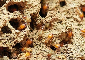 Termite Pest Control Service
