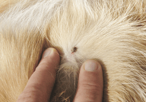 Dog Tick Pest Control Service